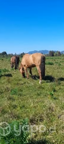 caballo