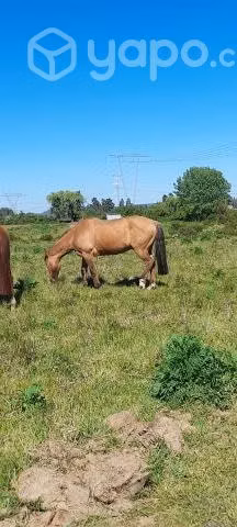 caballo
