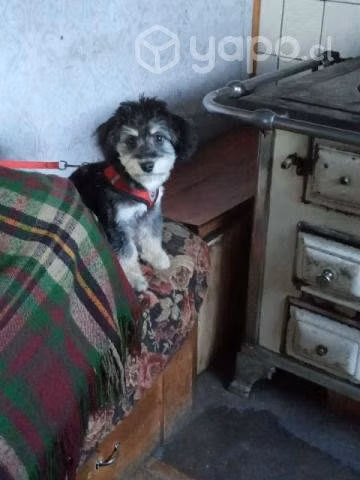 Perro buscando una novia - Imagen 5