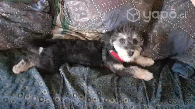 Perro buscando una novia - Imagen 3