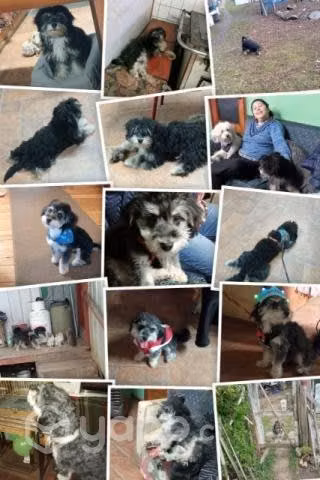 Perro buscando una novia - Imagen 4