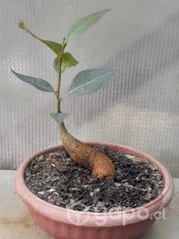 Pre Bonsai Brachychiton Populneus - Imagen 2