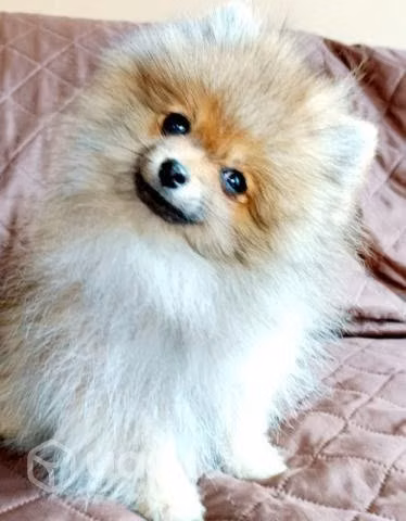 Cachorro pomerania inscrito.