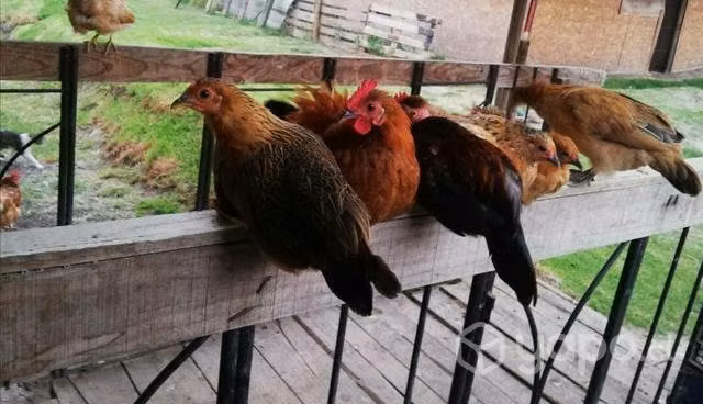 Gallinas de la pasión - Imagen 2