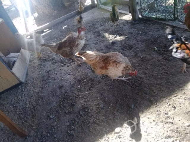 Gallinas de la pasión - Imagen 4