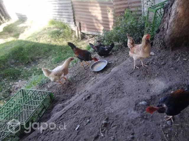 Gallinas de la pasión - Imagen 5