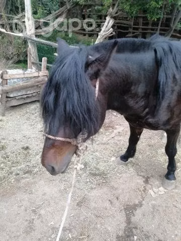Potro