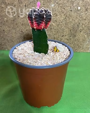 Cactus japonés o injertados - Imagen 2