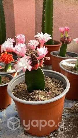 Cactus japonés o injertados - Imagen 3