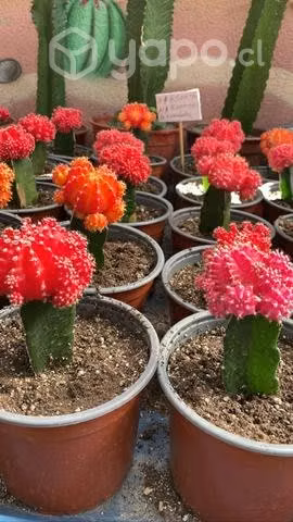 Cactus japonés o injertados - Imagen 4