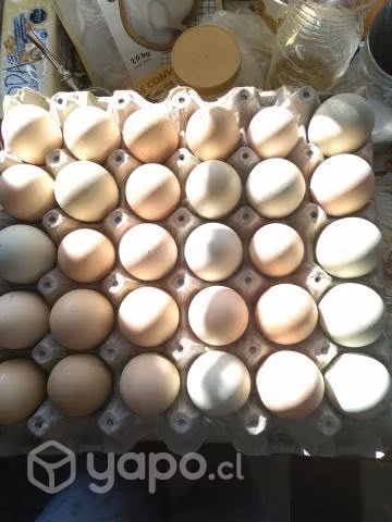 huevos