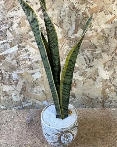 Lengua de suegra