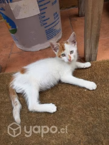 Se Regalan Gatitos