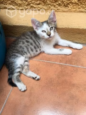 Se Regalan Gatitos