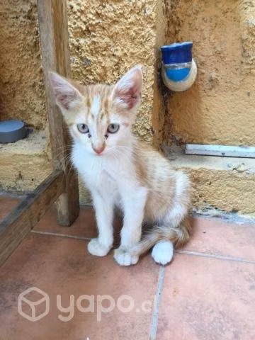 Se Regalan Gatitos