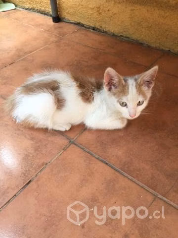 Se Regalan Gatitos