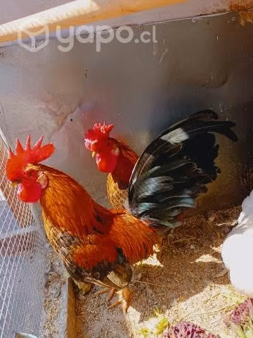 Permuto Gallitos de la Pasión