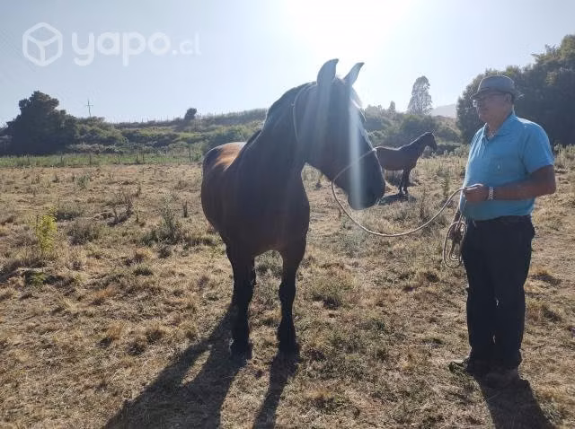 Caballo de todo trabajo