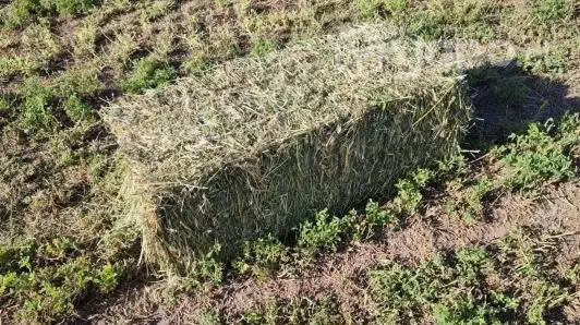Fardos de alfalfa cuarto corte