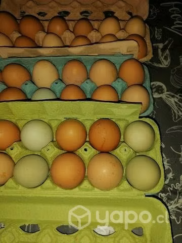 Huevos