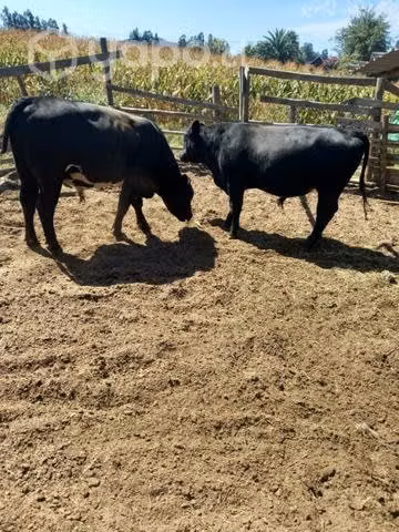 2 toretes Angus
