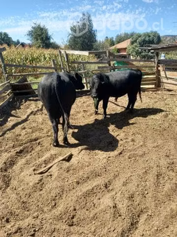 2 toretes Angus
