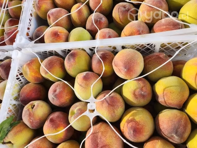 Duraznos Floridaking