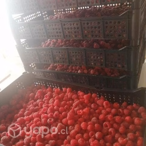 Arándanos franbuesas