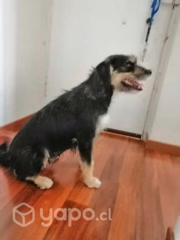 Bianca una juguetona perrita en busca de Dog-Lover