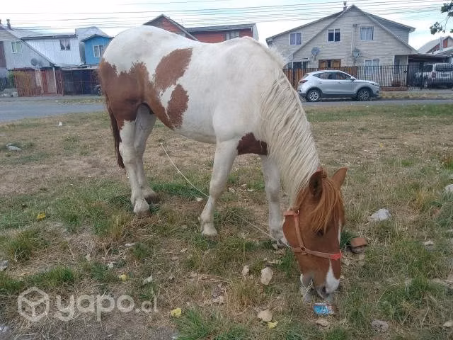 Caballo tobiano.