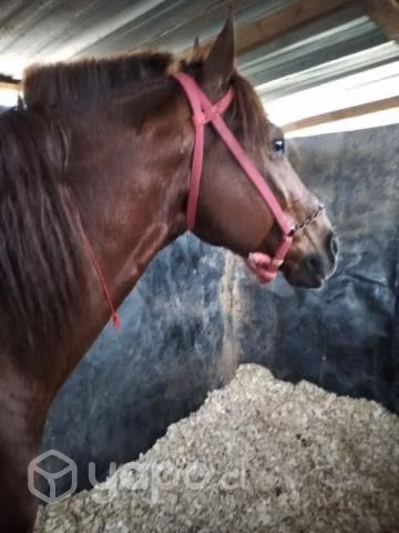 Caballo
