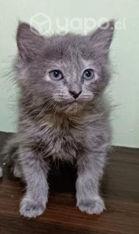 Se regalan gatitas - Imagen 3