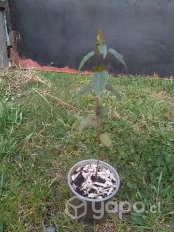 Arbolitos de maqui