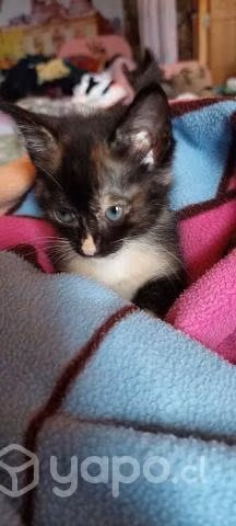 Regalo gatitos