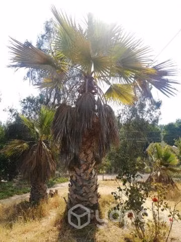 Palmeras