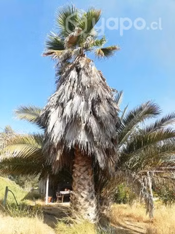 Palmeras