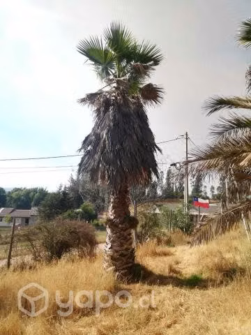 Palmeras
