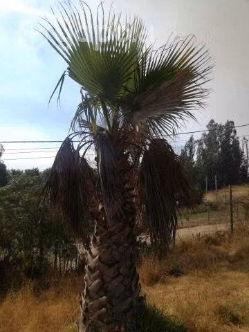 Palmeras