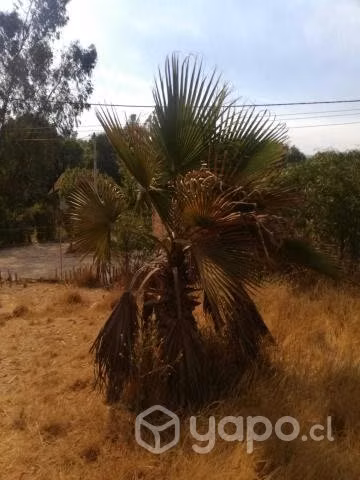 Palmeras