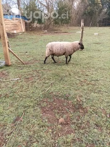 Carnero .macho alfa - Imagen 2