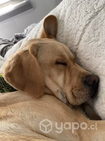 Busco novio Labrador inscrito