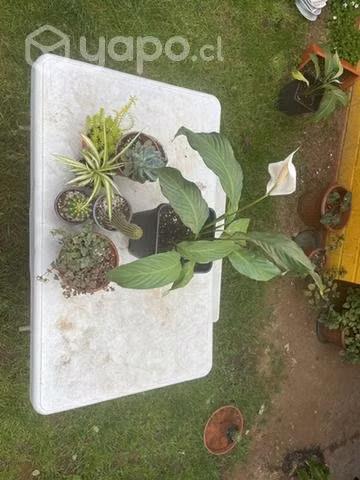 Pack de plantas