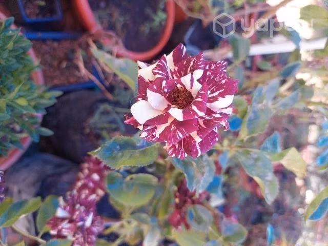 Rosa tigre
