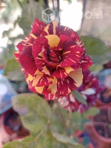 Rosa tigre - Imagen 2