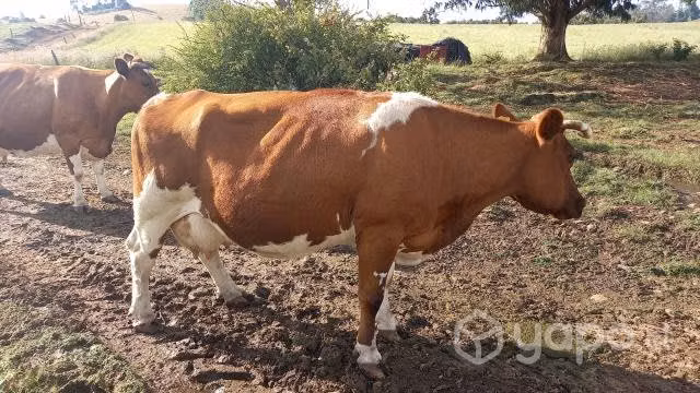 Vacas en los muermos