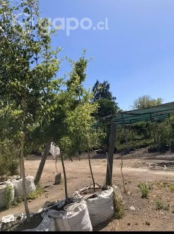 Roble americano 3,5 mts de altura aproximadamente