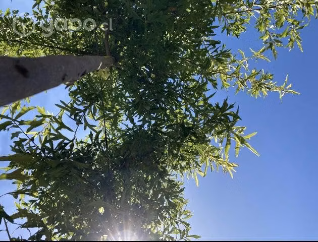 Roble americano 3,5 mts de altura aproximadamente