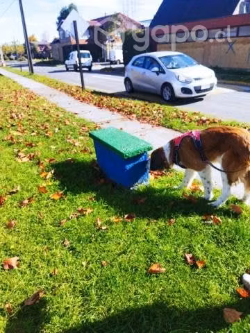 Adopcion de san bernardo