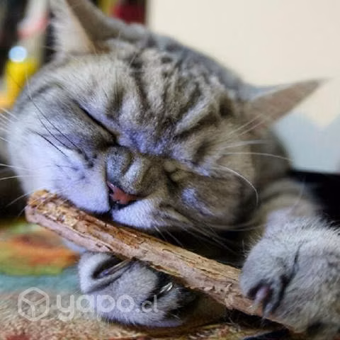 Bioline Catnip Hierba Gatera Palitos 5 unid #2029