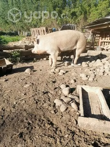Chanchos